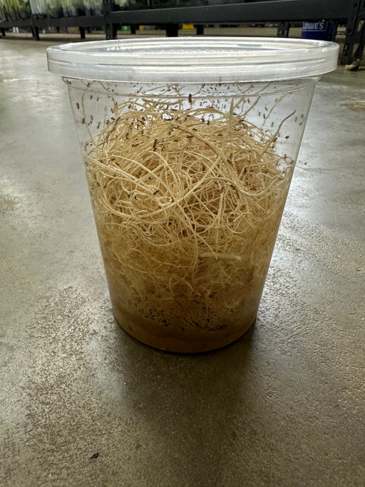 Fruit Fly (Drosophila melanogaster) wingless culture (DEVELOPING - PRE-PRODUCING) - 32 oz