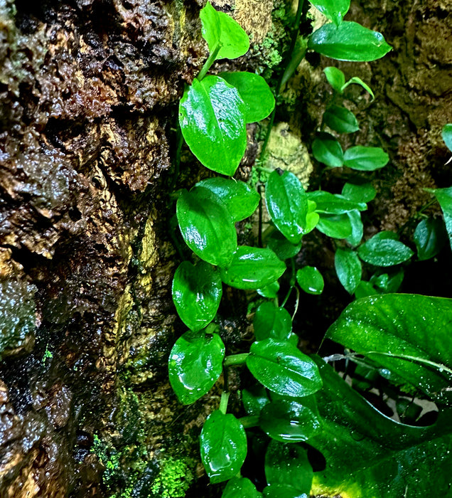 Philodendron cf. aurantiifolium