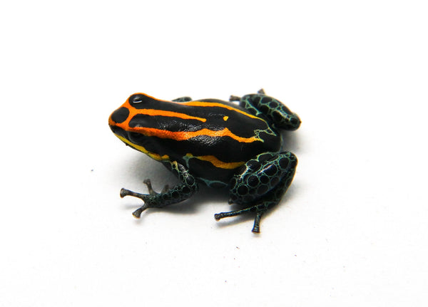 Ranitomeya amazonica 