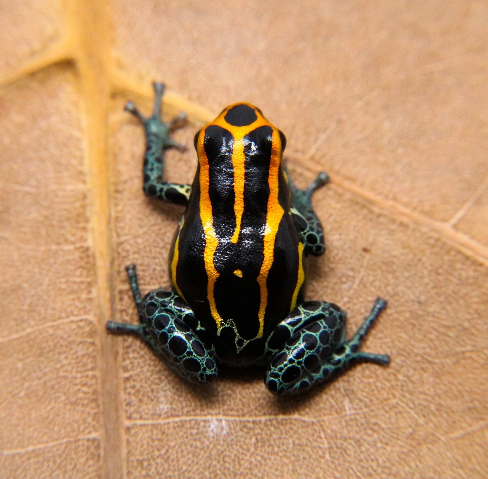 Ranitomeya amazonica 