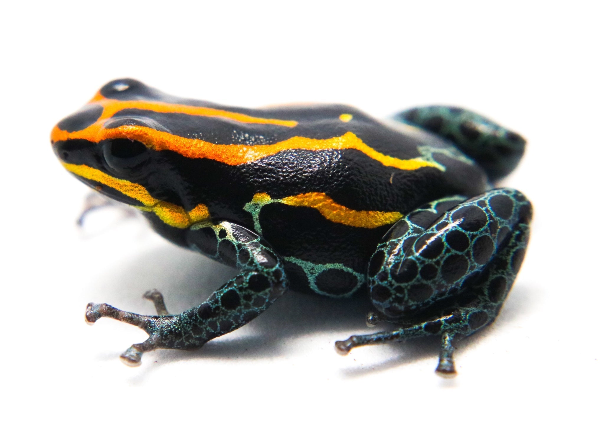 Ranitomeya amazonica 