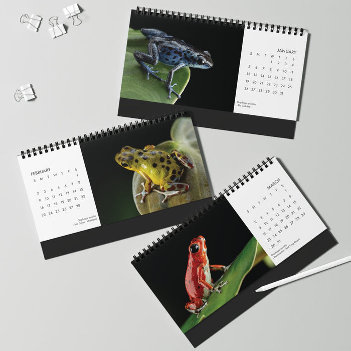 Oophaga pumilio 2025 Desktop Calendar 10″ x 5″