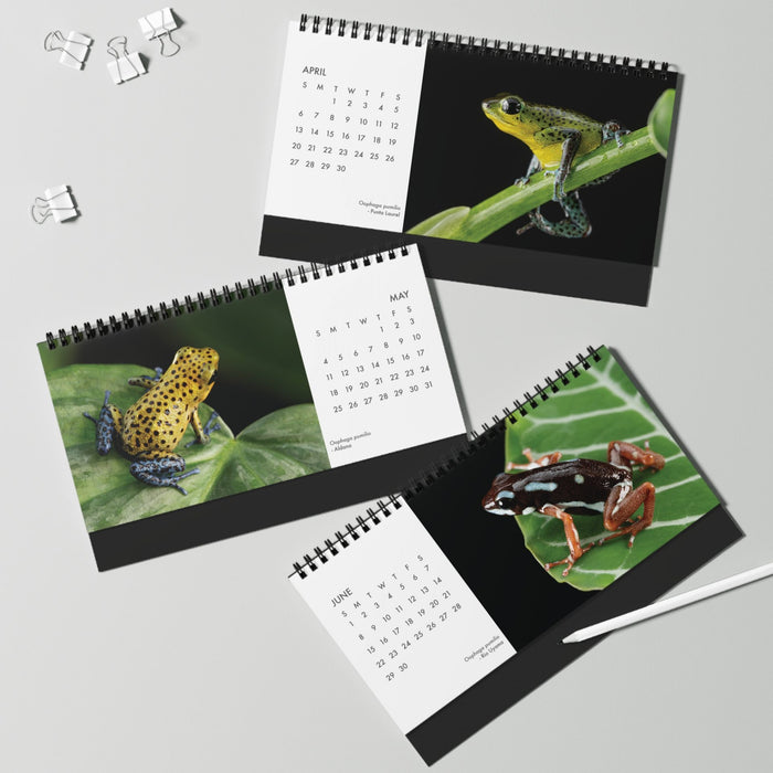 Oophaga pumilio 2025 Desktop Calendar 10″ x 5″