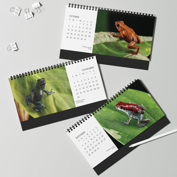 Oophaga pumilio 2025 Desktop Calendar 10″ x 5″