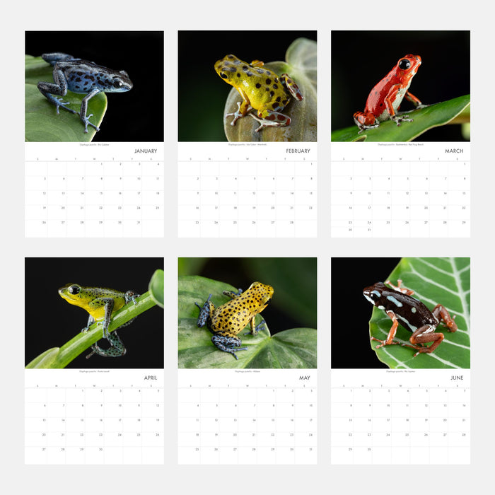 Oophaga pumilio 2025 Wall Calendar 11″ x 16.5″