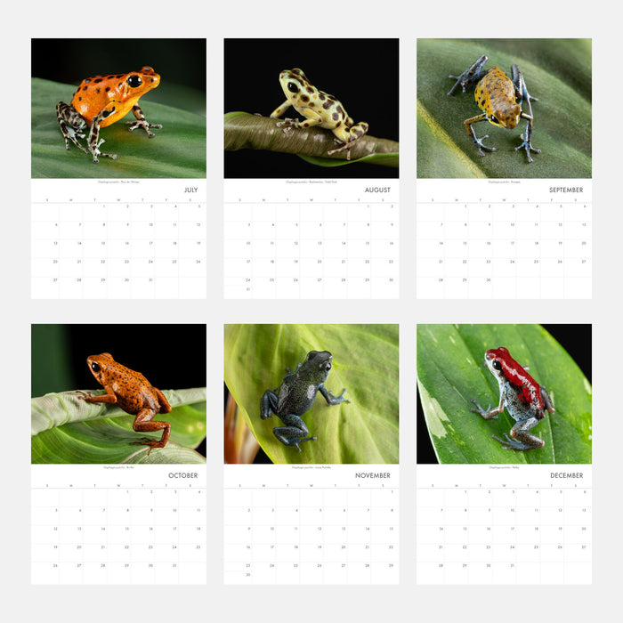 Oophaga pumilio 2025 Wall Calendar 11″ x 16.5″