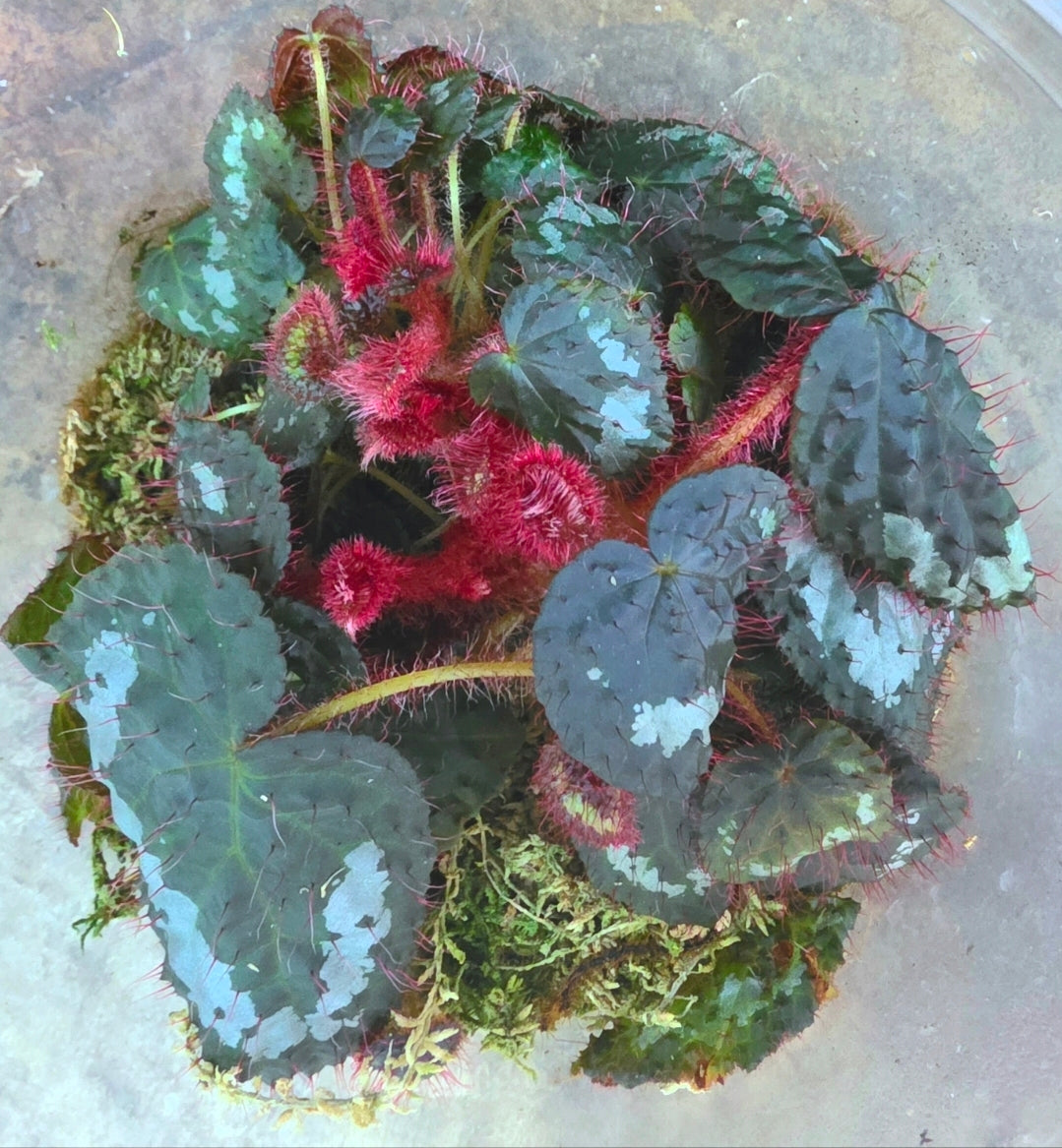 Begonia sp. Blue Vietnam Terrarium Plant | FrogDaddy