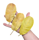 Tropical Leaf Litter - Rubber Leaves image 2
