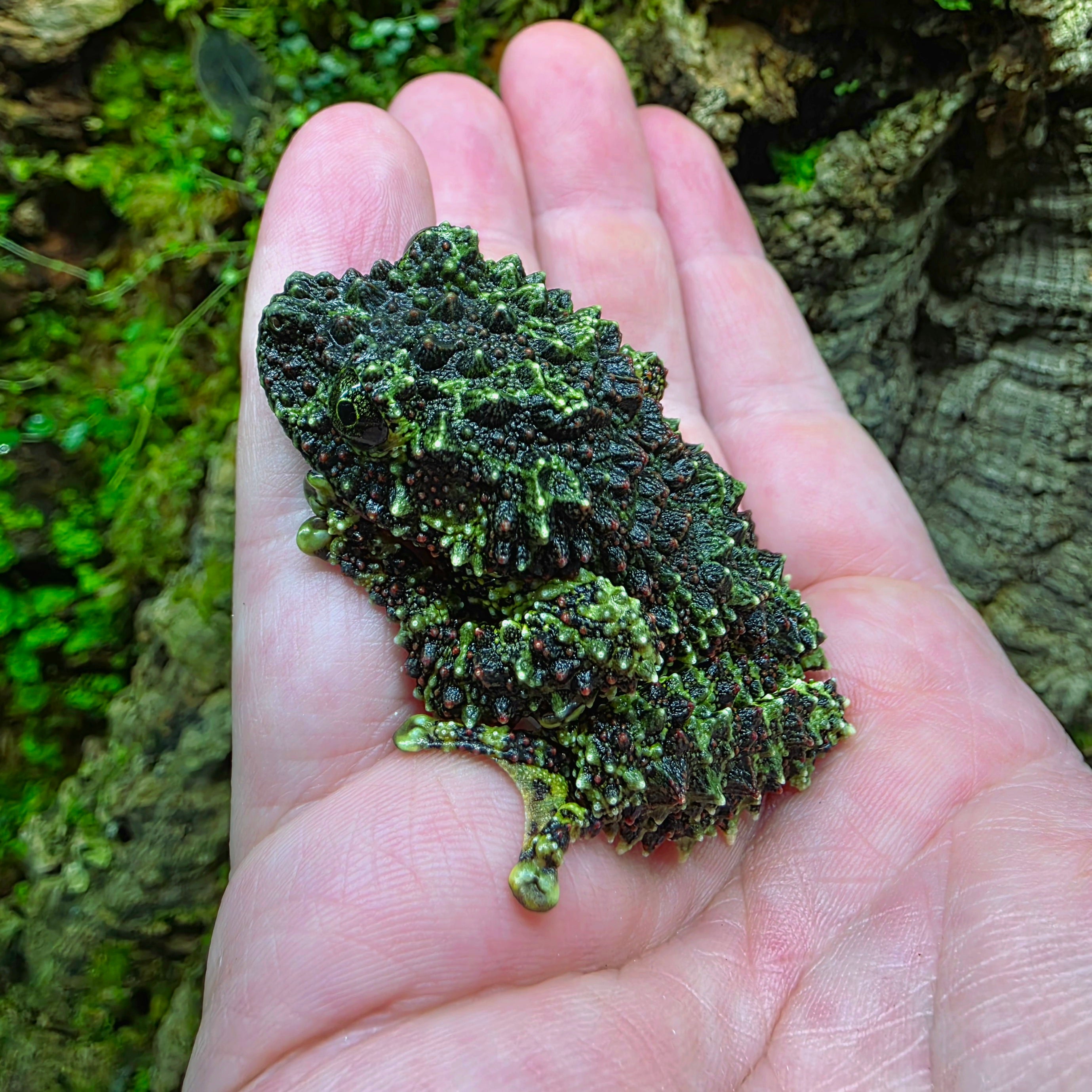 Theloderma corticale - Vietnamese Mossy Frog | FrogDaddy