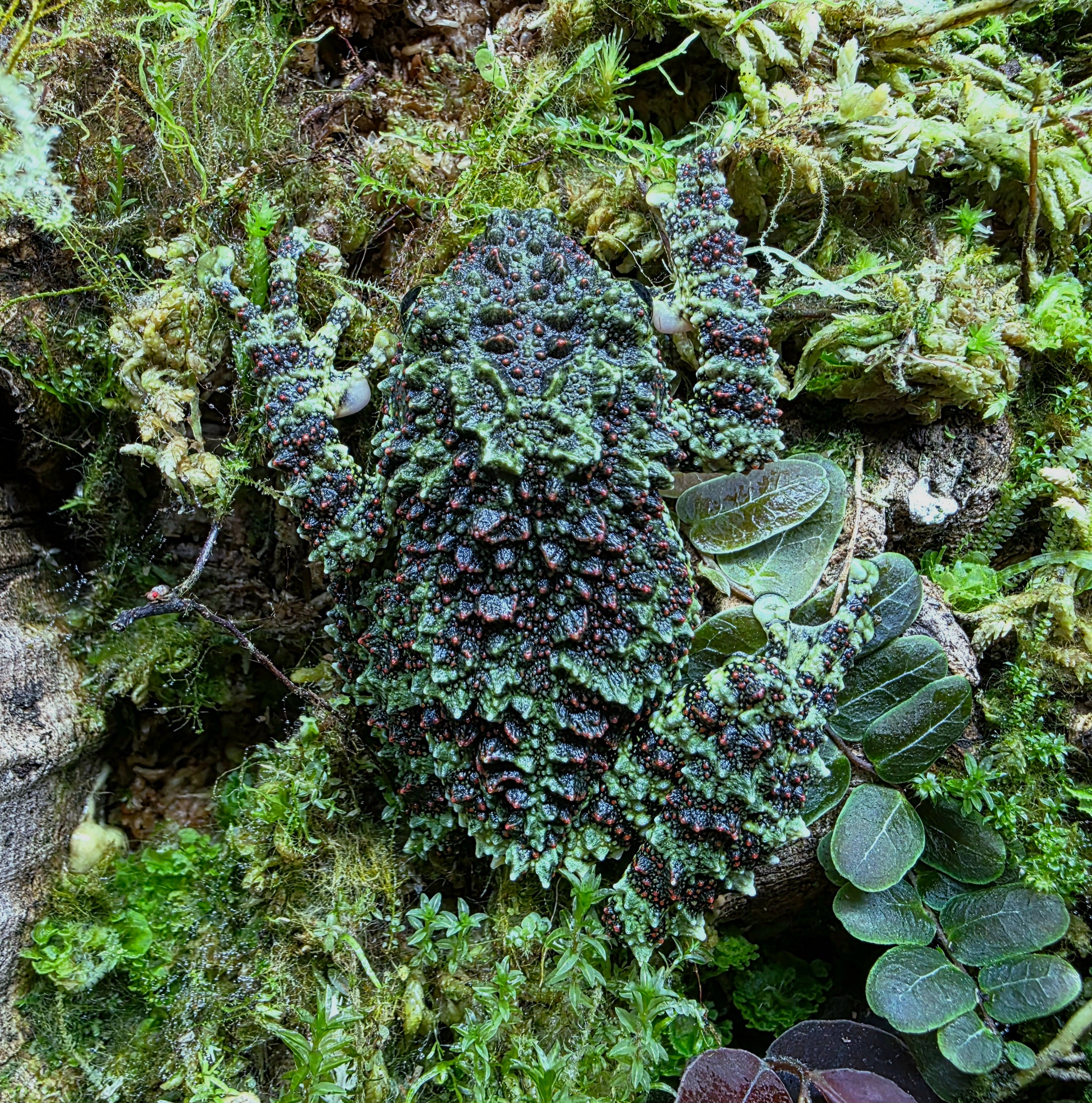 Theloderma corticale - Vietnamese Mossy Frog | FrogDaddy