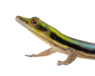 Phelsuma klemmeri - Yellow Headed Day Gecko image 2