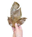 Tropical Leaf Litter - Mangoosteen Leaves image 2