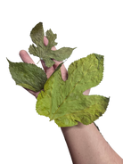 Tropical Leaf Litter - Mulberry Leaves image 2