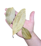 Tropical Leaf Litter - Cinnamon Leaves image 2