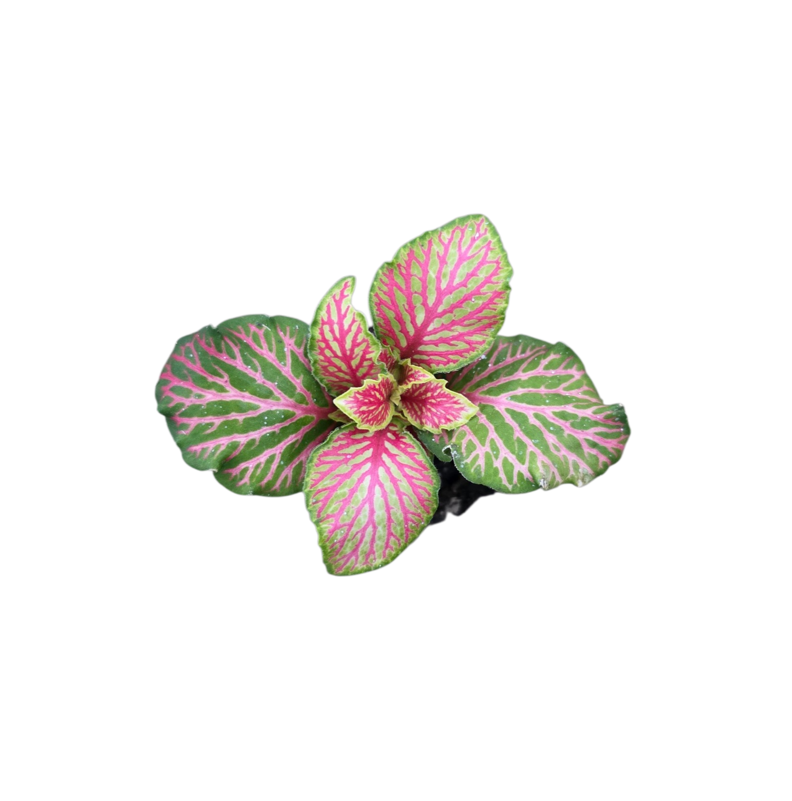 Fittonia albivenis “Forest”