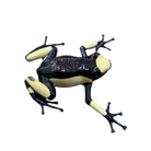 Oophaga histrionica "Yellow Saddleback" image 2