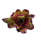 Neoregelia "Maestra Vida"