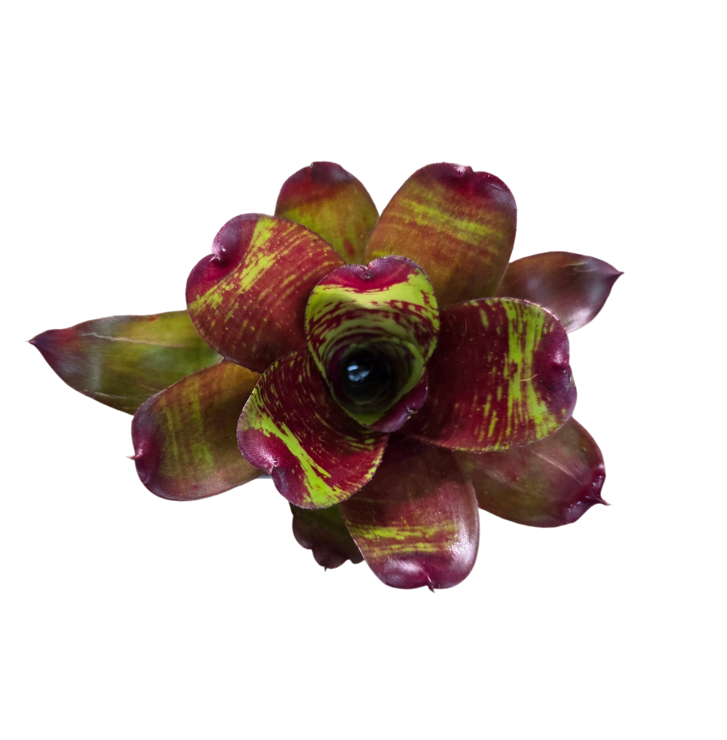 Neoregelia "Maestra Vida"