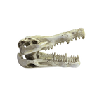 Reptile and Amphibian Hides - Crocodile Skull