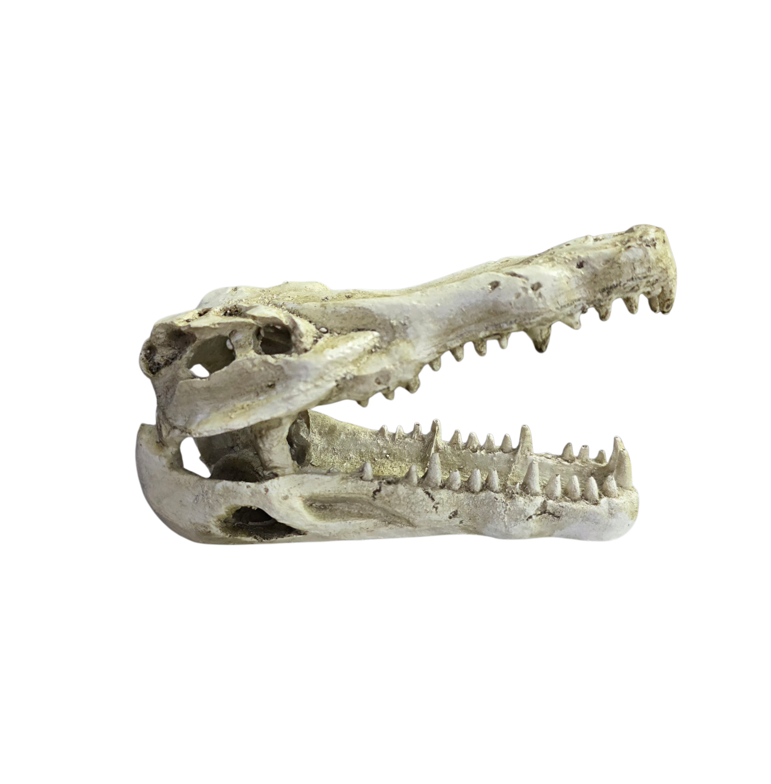 Reptile and Amphibian Hides - Crocodile Skull