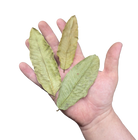 Tropical Leaf Litter - Guava Leaves image 2