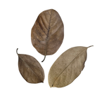 Tropical Leaf Litter - Jackfruit Leaves