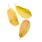 Tropical Leaf Litter - Rubber Leaves
