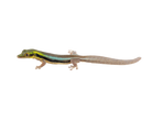 Phelsuma klemmeri - Yellow Headed Day Gecko