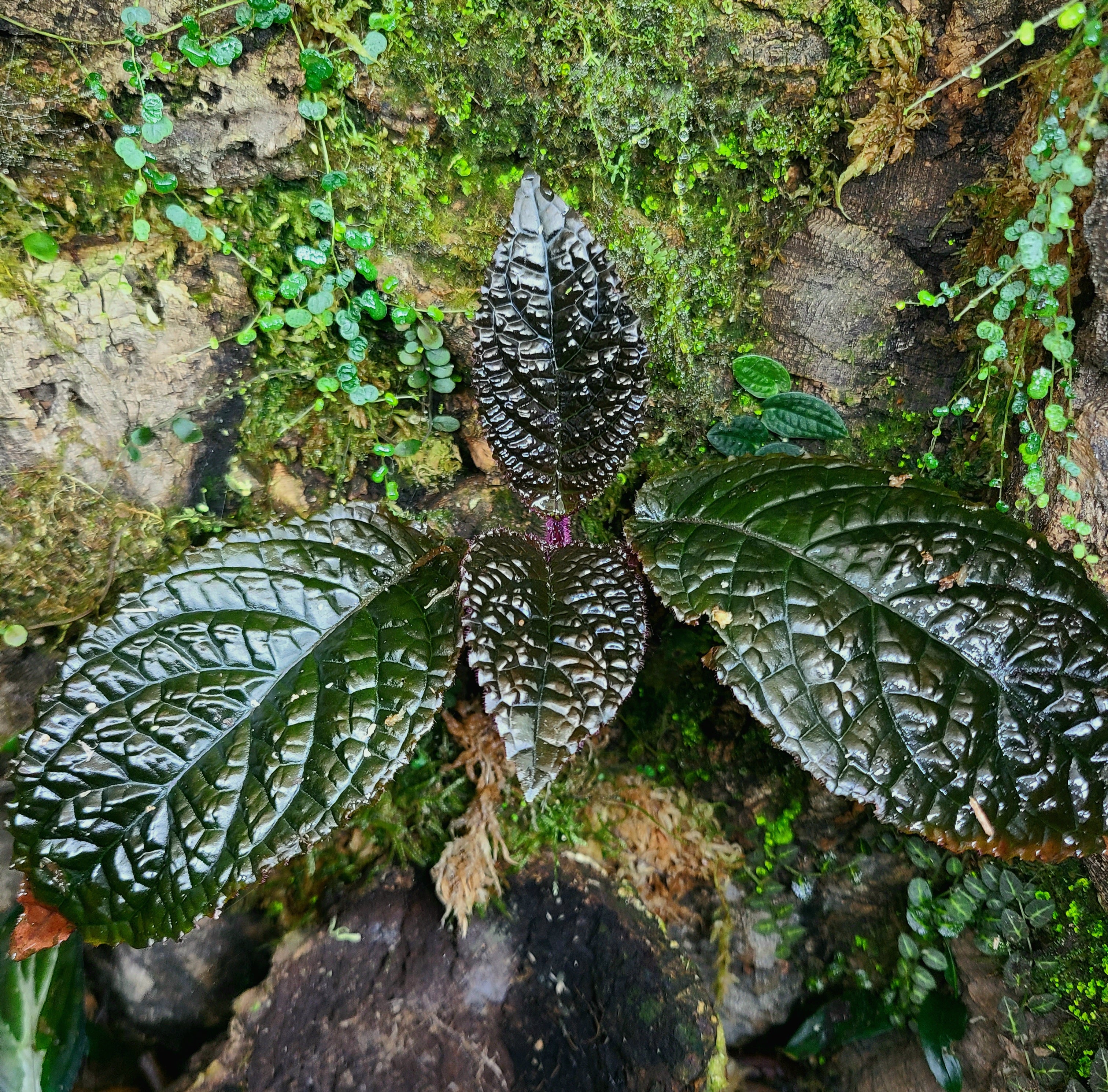 Nautilocalyx – Tagged 