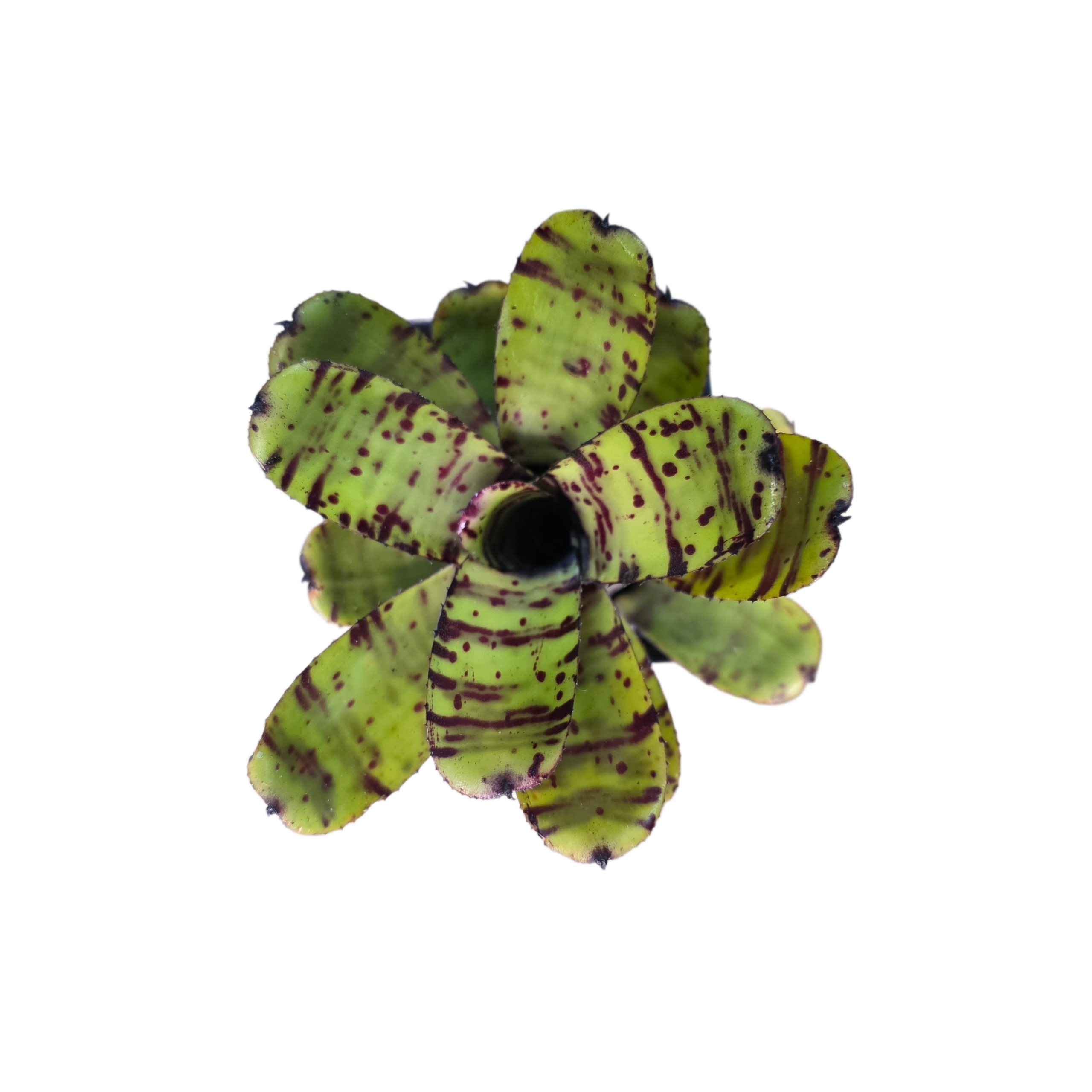Neoregelia "Tidbit" - Micro