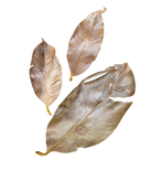 Tropical Leaf Litter - Mangoosteen Leaves
