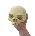 Reptile and Amphibian Hides - Human Skull Replica image 2