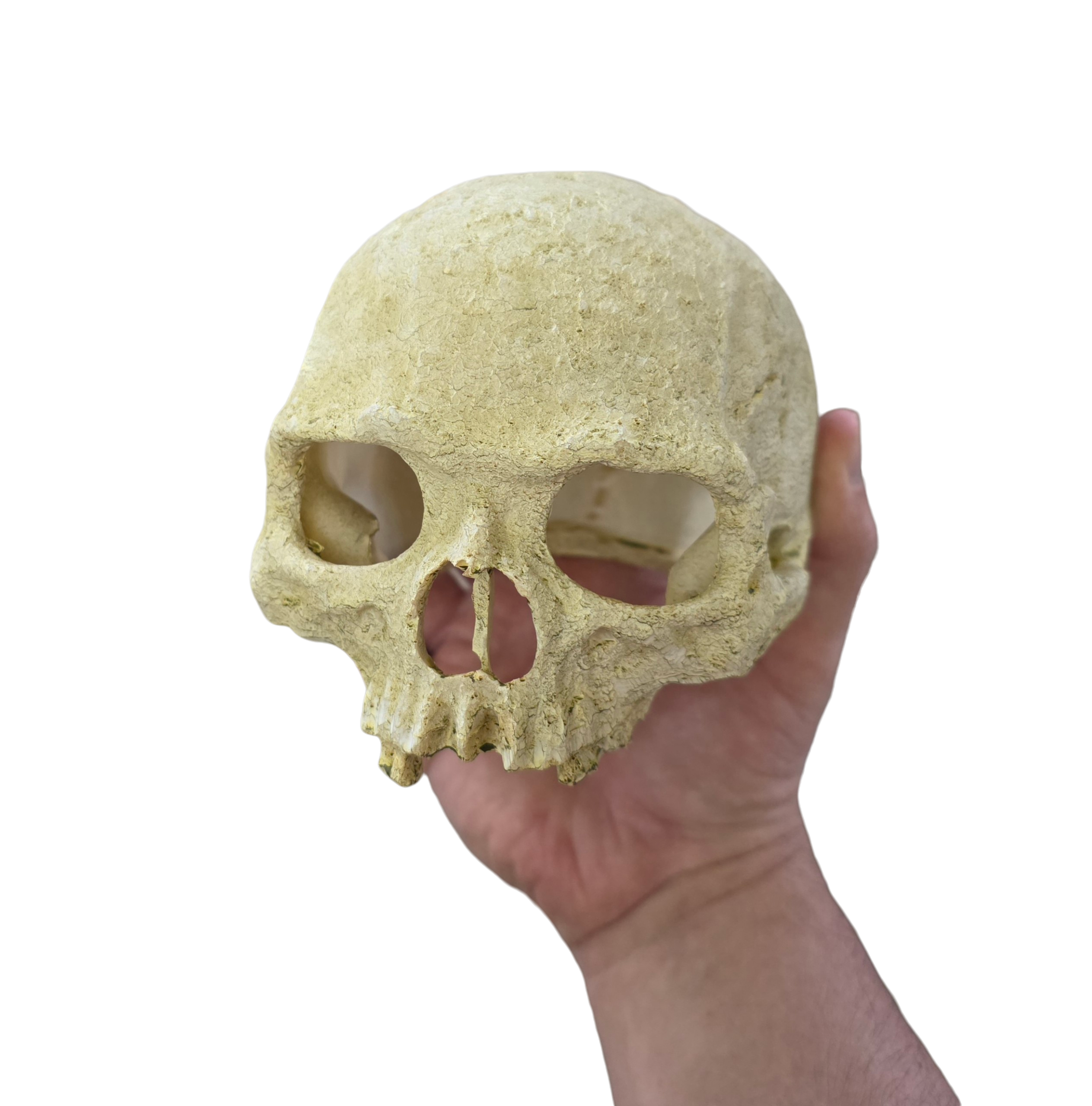 Reptile and Amphibian Hides - Human Skull Replica image 2