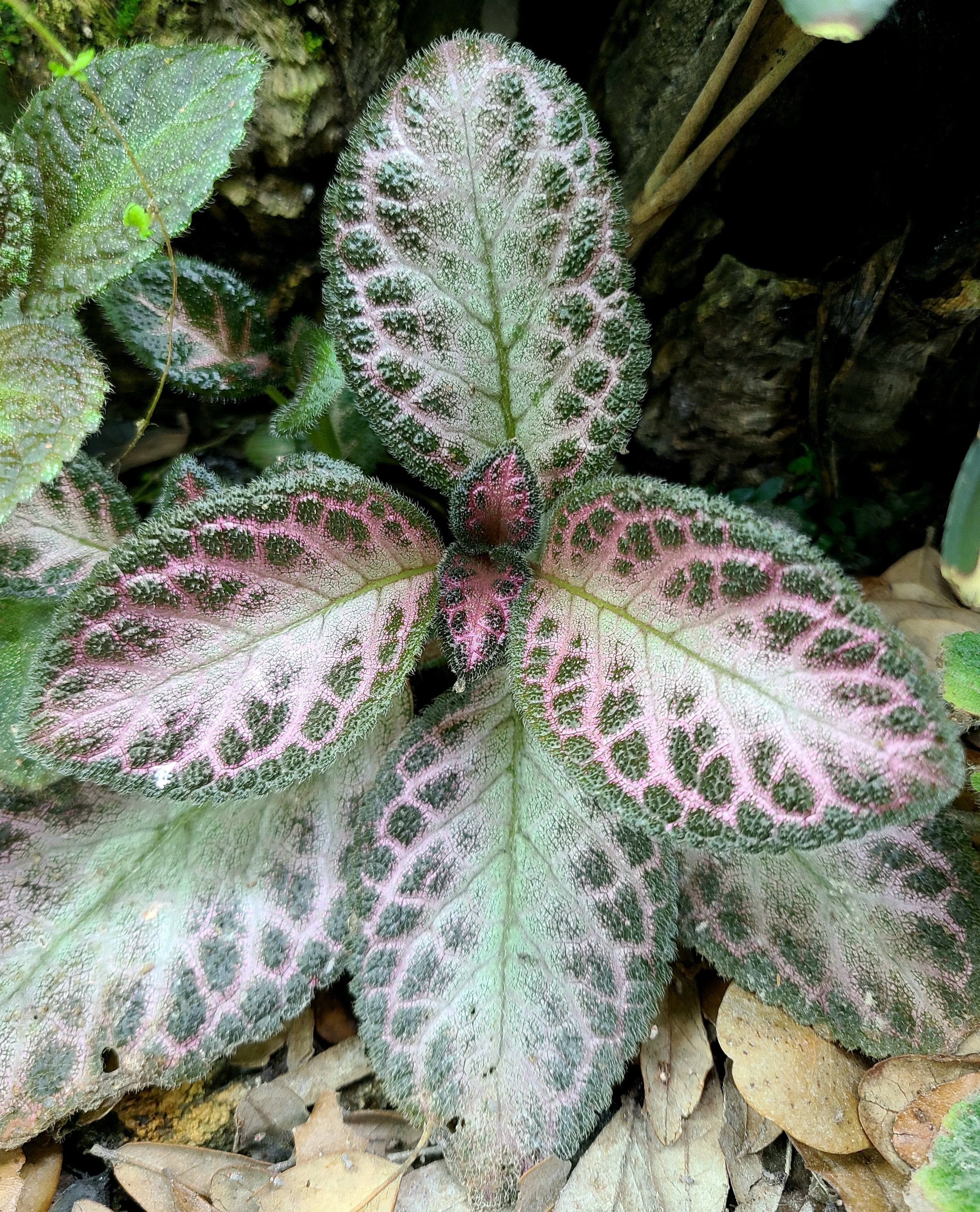 Episcia – FrogDaddy