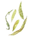 Tropical Leaf Litter - Pihimbiya Leaves