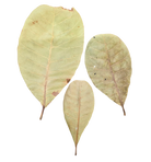 Tropical Leaf Litter - Cashew Leaves