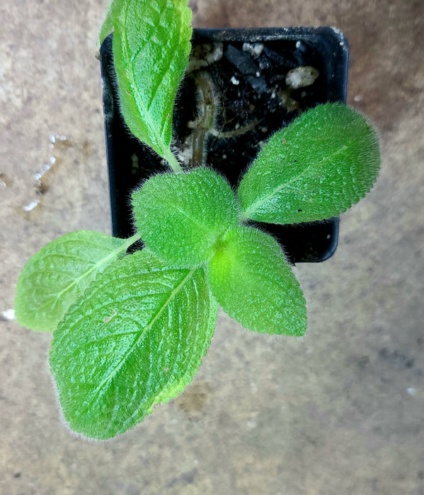 Episcia fimbriata "Blue Heaven”