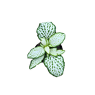 Fittonia albivenis “White Tiger”