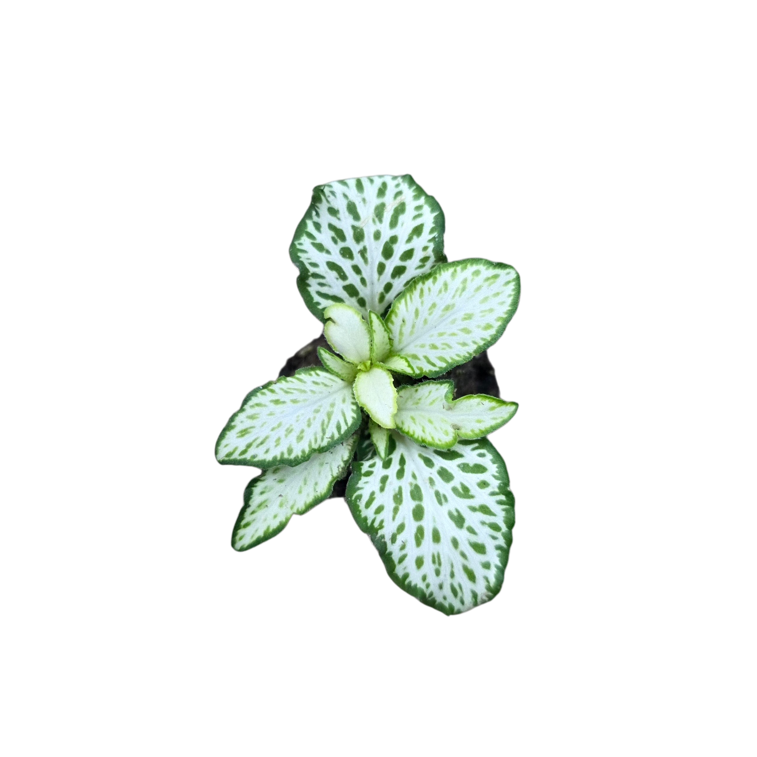 Fittonia albivenis “White Tiger”