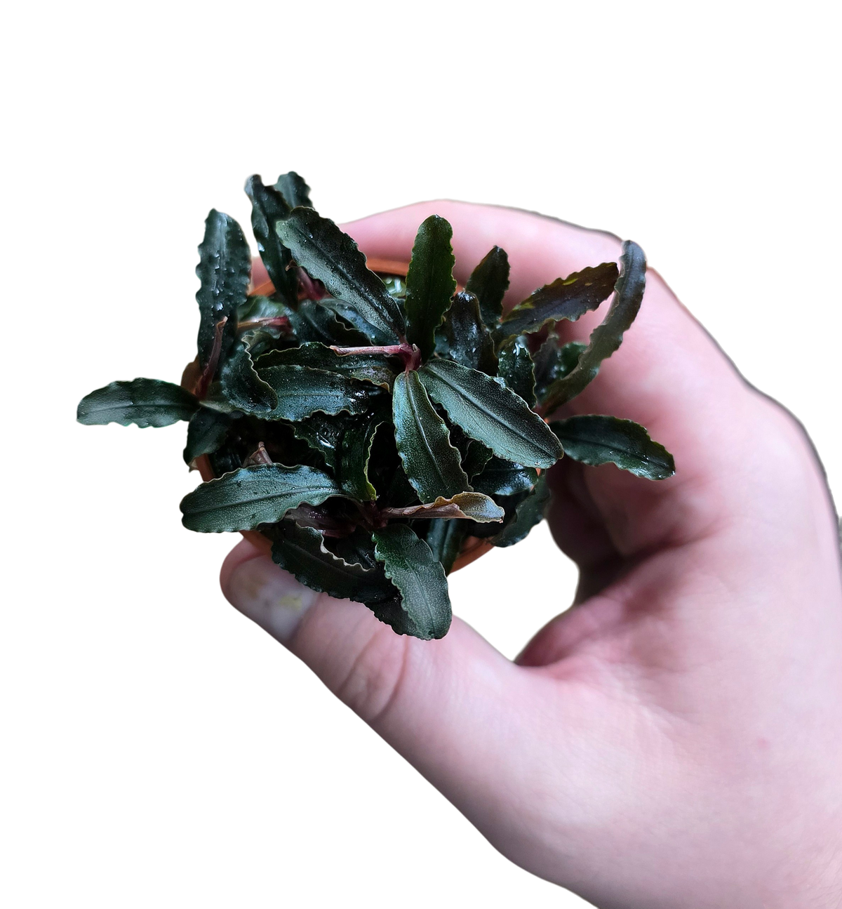 Bucephalandra sp.Ketapang④ Bucephalandra 'Ketagang' Rare Aroid | FrogDaddy