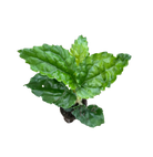 Pellionia argentea New Emerald Green