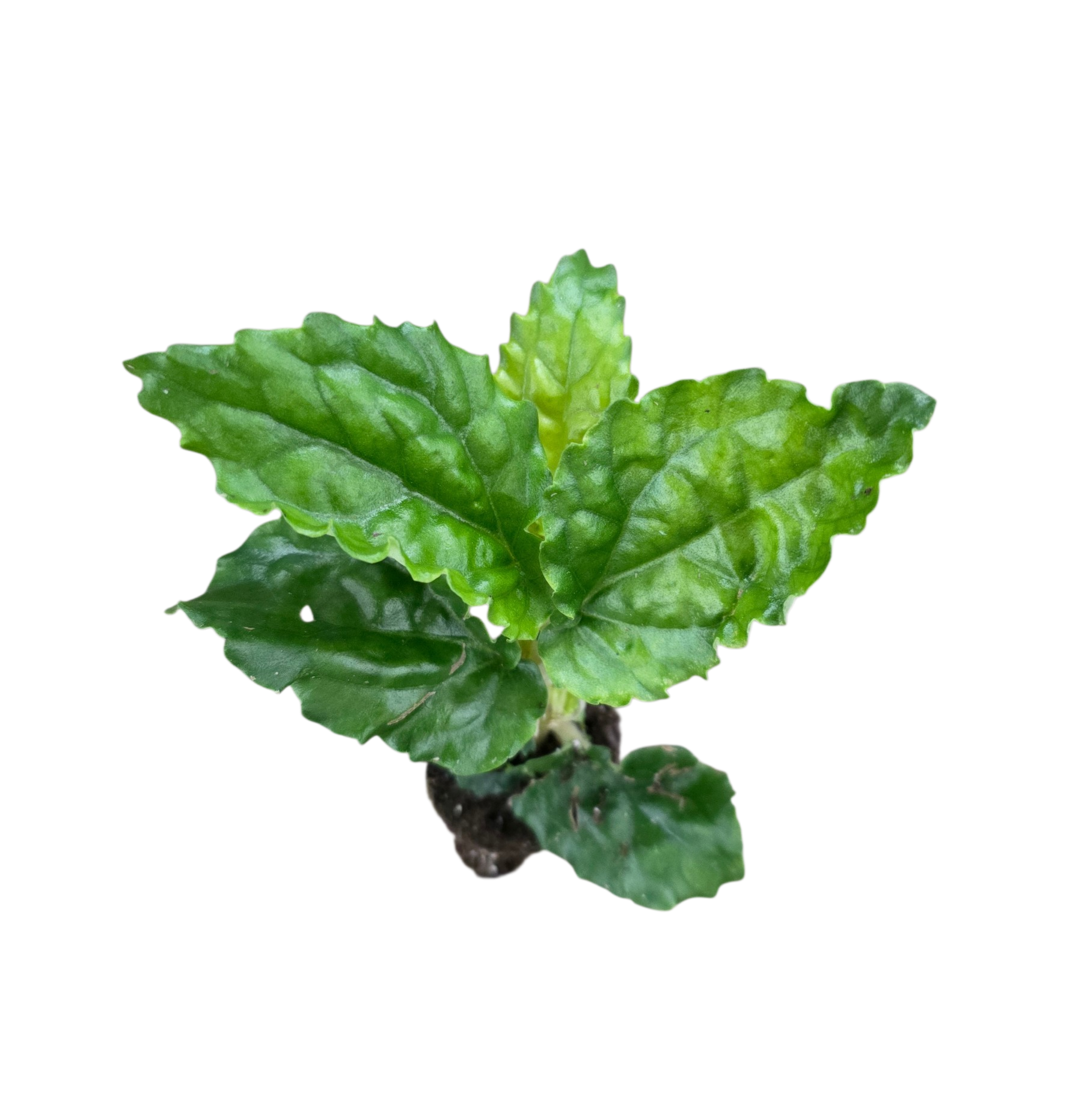 Pellionia argentea New Emerald Green