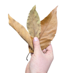 Tropical Leaf Litter - Avocado Leaves image 2