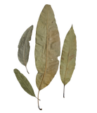 Tropical Leaf Litter - Mango Leaves