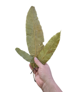 Tropical Leaf Litter - Mango Leaves image 2