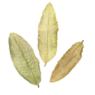 Tropical Leaf Litter - Guava Leaves