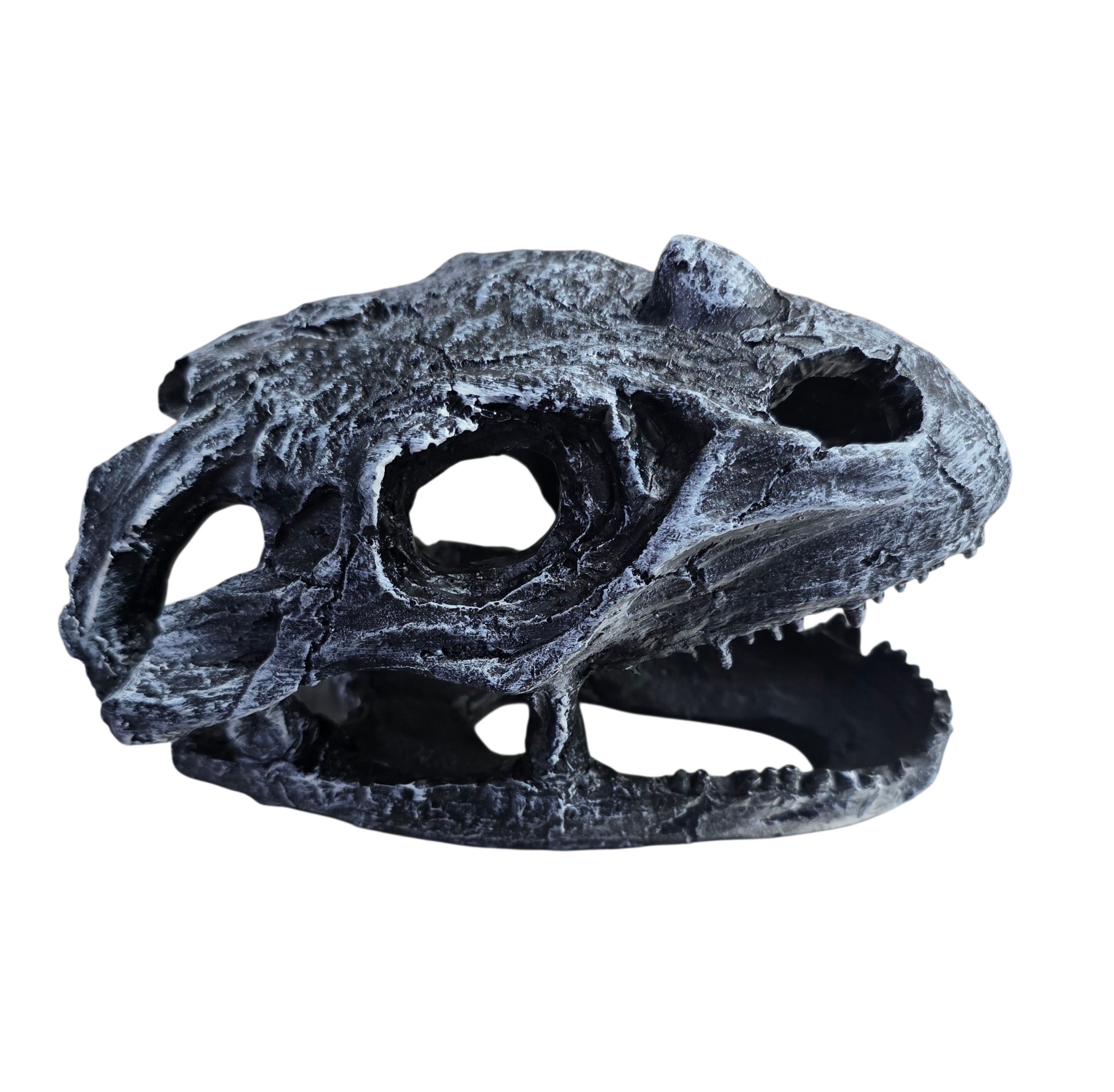 Reptile and Amphibian Hides - Dinosaur Skull