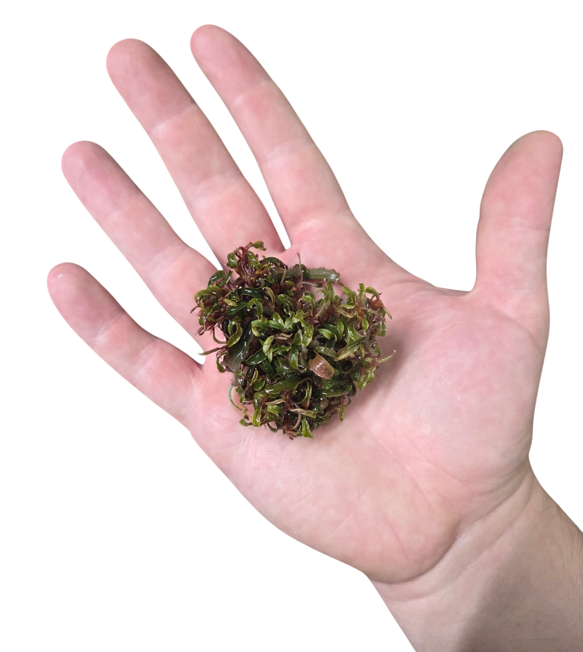 Bucephalandra diabolica 'Ketagang' Rare Aroid | FrogDaddy