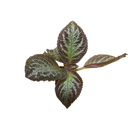 Episcia cupreata "Pink Panther”