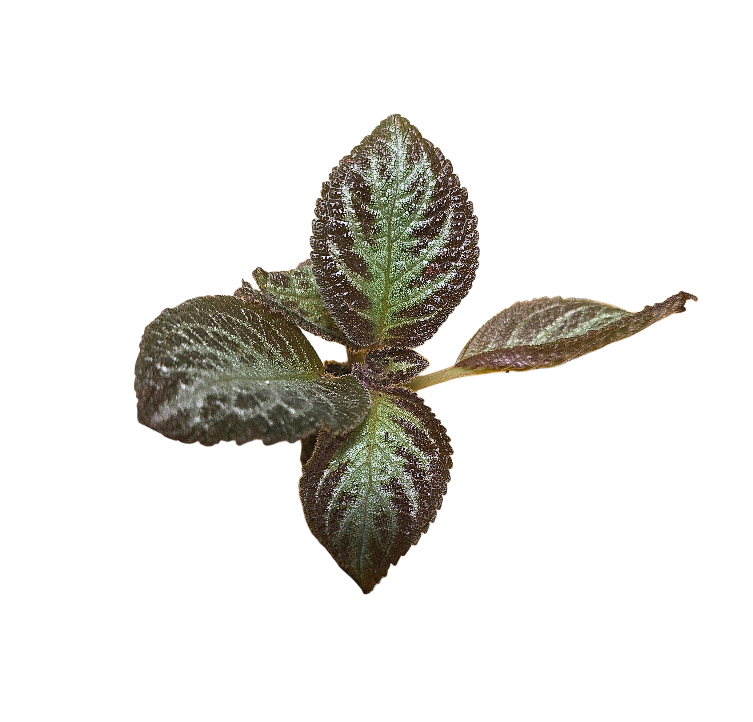 Episcia cupreata "Pink Panther”